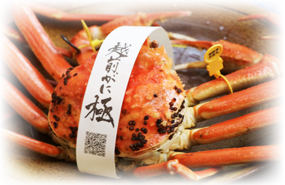 黄色いタグと「極」の帯が付いた、店舗料理の越前がに